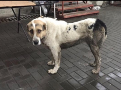 Кто потерял алабая? 