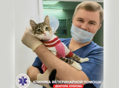 Акция «Мартовский кот» в сети клиник Ветеринарной помощи доктора Зубкова