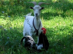 В Александровском парке Шахт появятся петух и коза