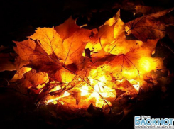 В Шахтах будут наказывать за сжигание листвы