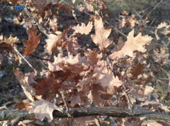 К вечеру ветер начнет стихать