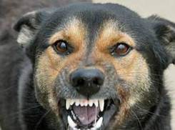 За просьбу водить собак на поводке, шахтинец получил удар ножом