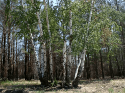 Пожарные нынче в лес не пускают