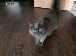 Более 340 шахтинских семей в этом году планируют отметить новоселье 