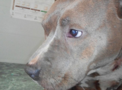 Неравнодушные шахтинцы собрали для изрезанной ножом собаки 35 000 рублей