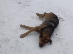 Волонтеры из Шахт спасают избитого бездомного пса