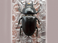 Одного из крупных жуков планеты можно встретить в окрестностях Шахт