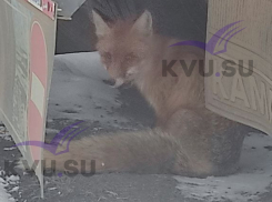 Раненую лису, сидящую под машиной, обнаружил житель Шахт