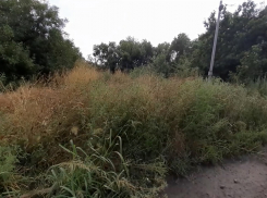 «Попробуем поменять ситуацию с аллергенной растительностью»: власти региона решили взяться за амброзию