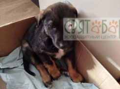 Нелюди расстреляли из пневматики стаю щенков на Артеме в Шахтах — выжил только один