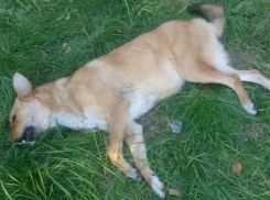 Посетитель тира в шахтинском парке вместо мишени расстрелял собаку