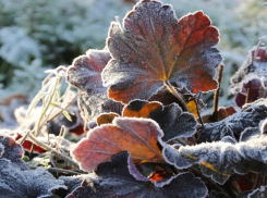 Яблоки не в снегу: погода в Шахтах и примета дня