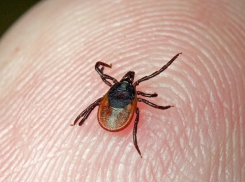 В Шахтах клещи покусали пятерых детей