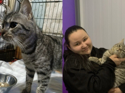 Кот, которого бросили на морозе в Шахтах, нашел любящую семью