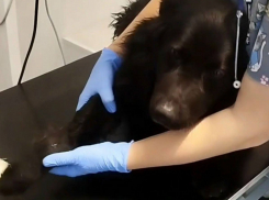 Волонтеры из Шахт спасают бездомного пса с переломами лап