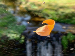 Унылая пора? Или очей очарованье? Погода в Шахтах