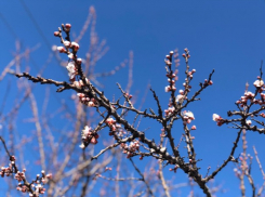 О погоде в Шахтах на ближайшие дни