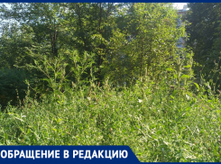 Все на борьбу с сорняками: подрядчики косят, администрация экономит, а люди болеют