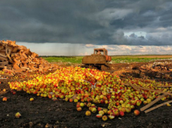 На въезде в Шахты уничтожили почти 8 тонн фруктов