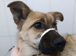 Зоозащитница спасла щенка с тяжёлой травмой лапы на Артеме в Шахтах