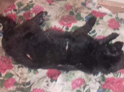 Живодеры пытались содрать собаки живьем шкуру в Шахтах