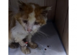 Ветеринарные врачи в Шахтах продолжают спасать кота, у которого диагностировали иммунодефицит