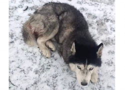 Бездомного хаски с тяжелой опухолью спасают волонтеры в Шахтах