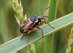 Клещи укусили почти 400 человек в Шахтах с начала года 