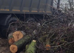 Шахтинец восстановит зелёное пространство после вырубки деревьев возле своего дома