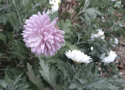 Осень прощается с шахтинцами дождями