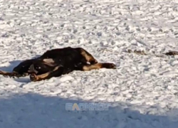 Водитель автобуса в Шахтах насмерть задавил щенка на остановке