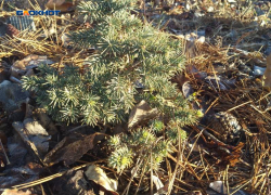 Последний день осени будет пасмурным, но с небольшими прояснениями