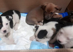 Выброшенных в мусор щенков не оставили погибать