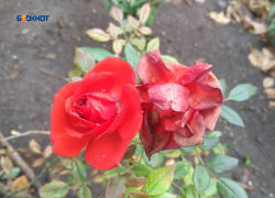 Сегодня не по-зимнему будет тепло