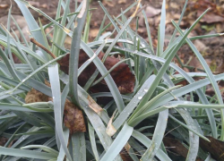 День обещает быть пасмурным