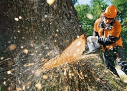 На удаление аварийных деревьев потратят 2,5 млн в Шахтах