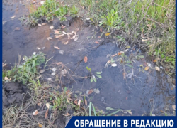 Денежные реки водоканала заливают лесопосадку на Новостройке в Шахтах: жители поселка требуют разобраться