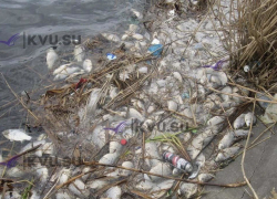 В Минприроды прокомментировали гибель рыбы в Грушевском водохранилище в Шахтах