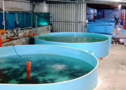 В Ростовской области выставлено на продажу форелево-осетровое хозяйство за 98 миллионов рублей