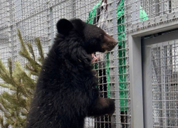 Медведица, прибывшая в парк «Малинки», завершит карантинный режим после 20 марта