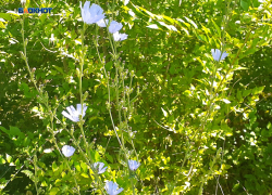 Циклон прошел: шахтинцев ждет переменная облачность и +31°C днем