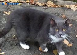 Для шахтинцев организована льготная стерилизация собак и кошек 