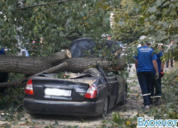 В городе Шахты тополь упал на автомобиль