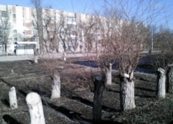 «39 из 69 вырубленных на проспекте Ленинского комсомола деревьев были уже старыми либо засохшими» - администрация Шахт