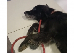 На вокзале в Шахтах нашли привязанную и брошенную на морозе собаку в критическом состоянии 