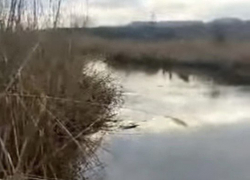 Расследование причин загрязнения реки Грушевка в Шахтах