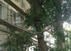 Аварийное дерево угрожает жителям на улице Садовая в Шахтах