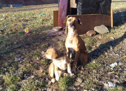 Шахтинцы могут помочь пережить бездомным животным зиму