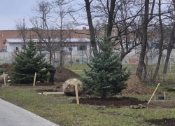 В городском парке города Шахты проводят посадку крупномеров