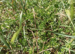 Новые случаи заражения туляремией выявлены в области: шахтинцам стоит опасаться укусов клещей